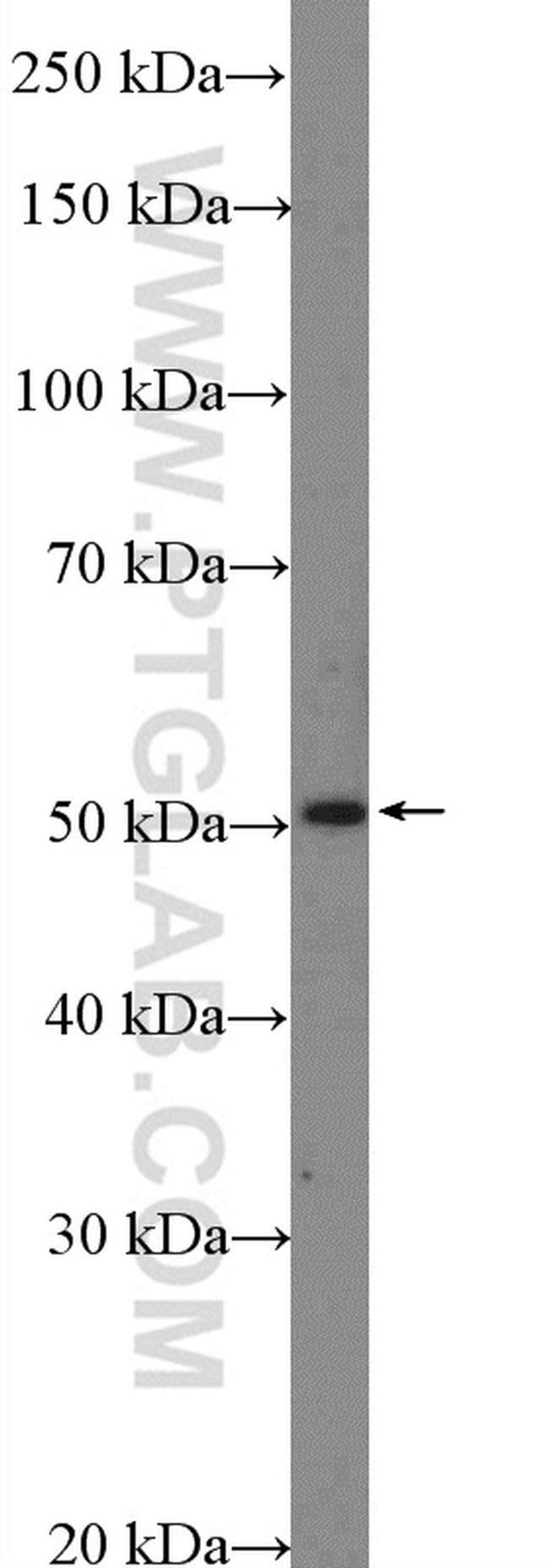 TFAP2D Antibody in Western Blot (WB)
