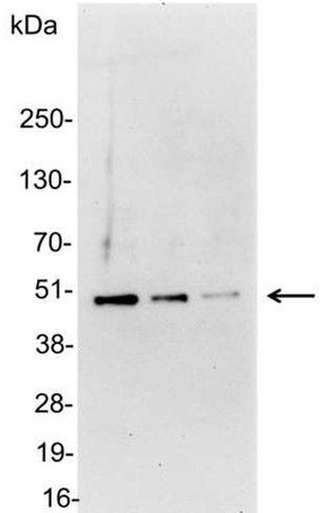 Glu-Glu Antibody in Western Blot (WB)