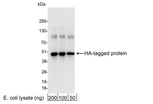 HA Antibody in Western Blot (WB)