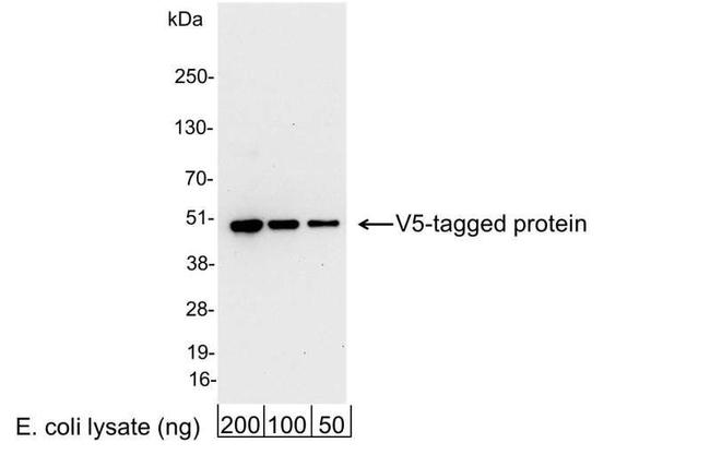 V5 Antibody in Western Blot (WB)