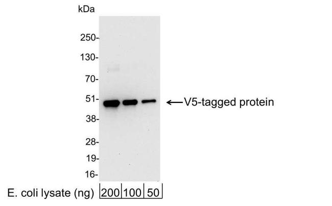 V5 Antibody in Western Blot (WB)
