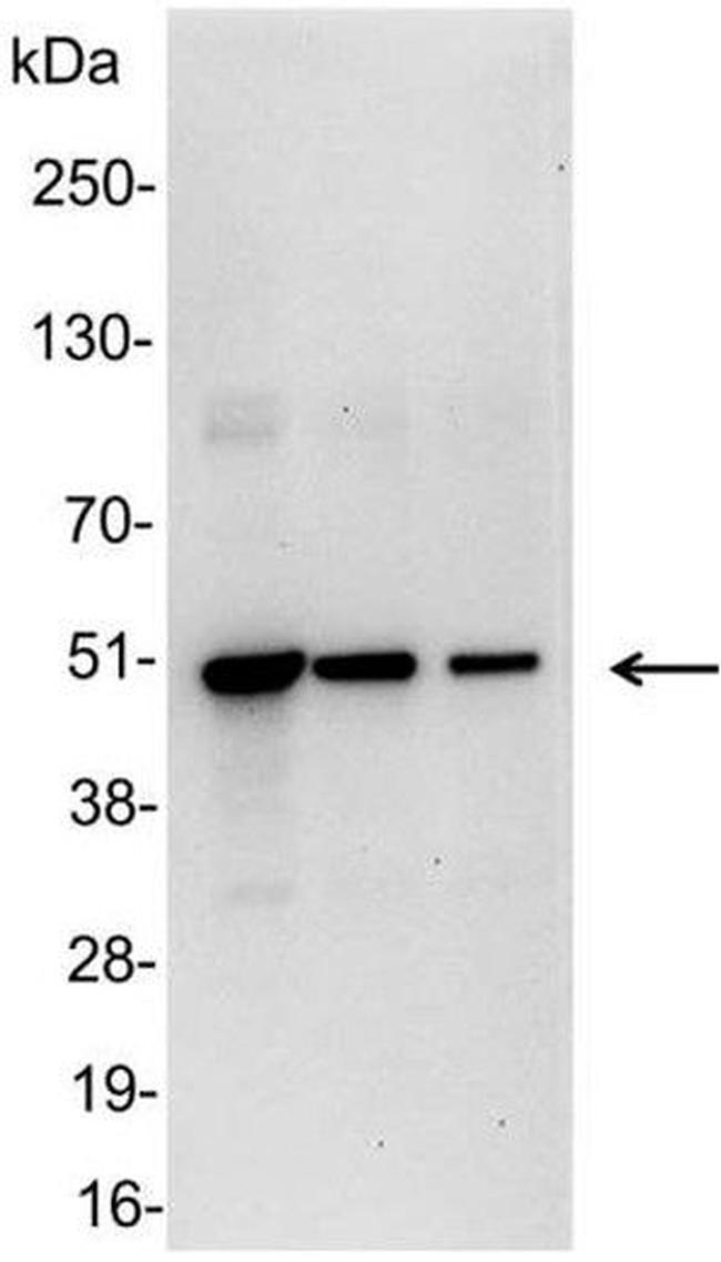 VSV-G Antibody in Western Blot (WB)