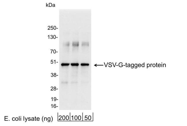 VSV-G Antibody in Western Blot (WB)