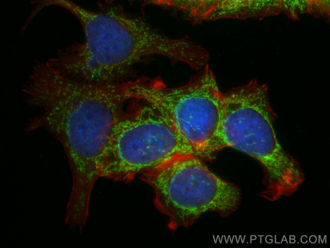 Glutaredoxin 5 Antibody in Immunocytochemistry (ICC/IF)