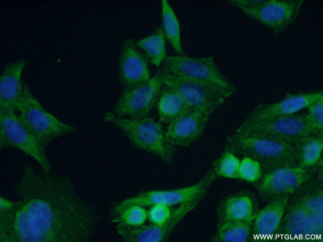 SPZ1 Antibody in Immunocytochemistry (ICC/IF)