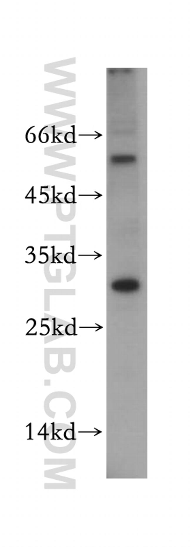 TSPAN13 Antibody in Western Blot (WB)