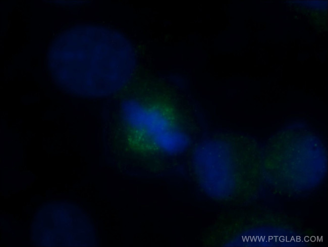HAUS3 Antibody in Immunocytochemistry (ICC/IF)