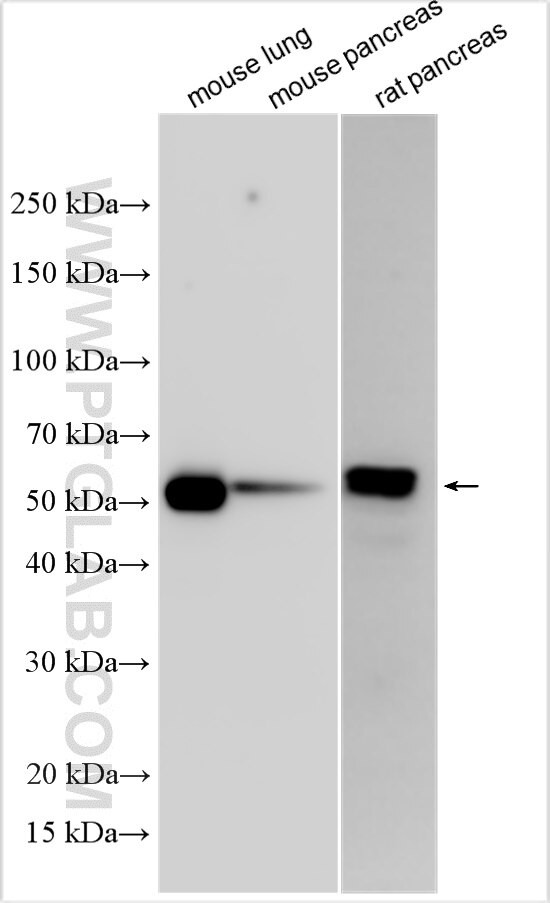 HSPA12B Antibody in Western Blot (WB)