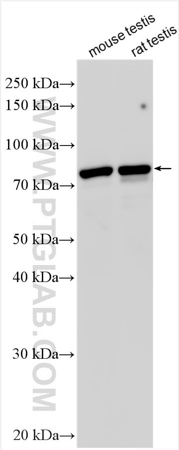 ACSBG2 Antibody in Western Blot (WB)