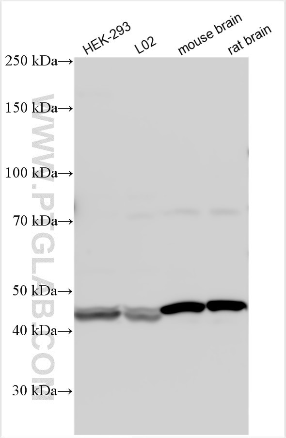TLL1 Antibody in Western Blot (WB)