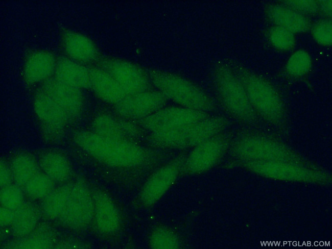 FANCL Antibody in Immunocytochemistry (ICC/IF)