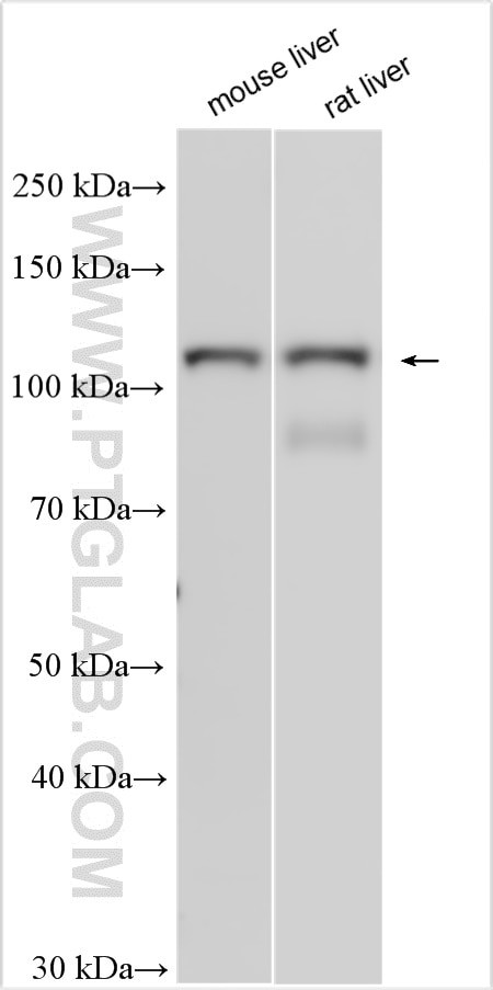 MAN2C1 Antibody in Western Blot (WB)