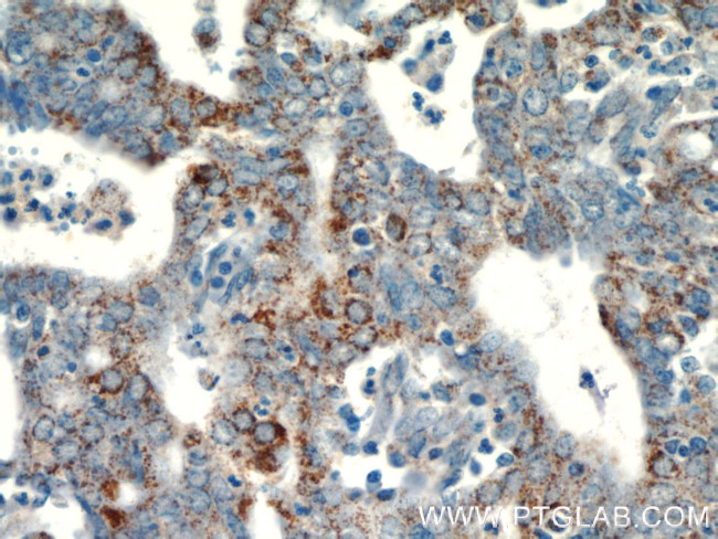 EGFL7 Antibody in Immunohistochemistry (Paraffin) (IHC (P))