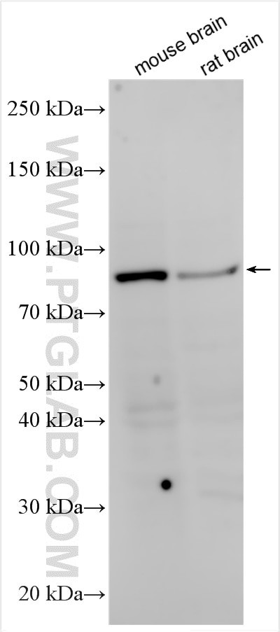 H1FX Antibody in Western Blot (WB)