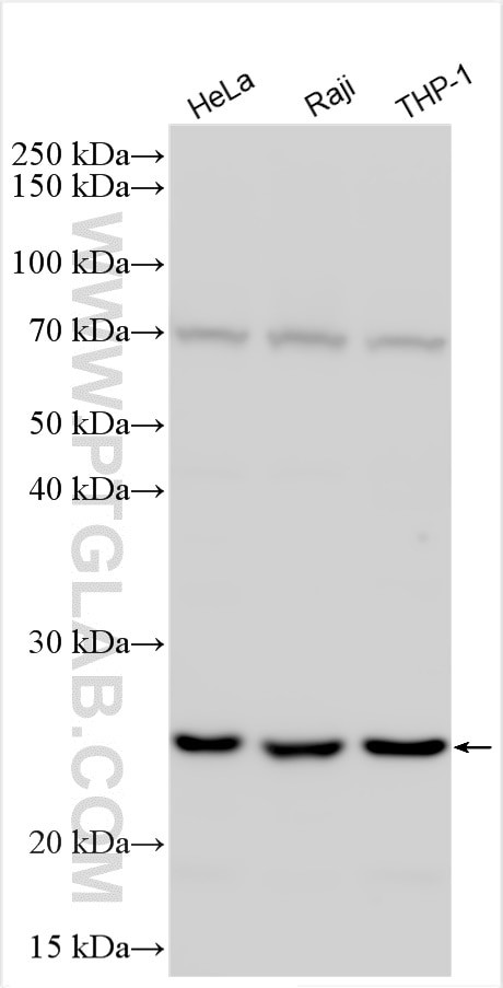 CLEC4E Antibody in Western Blot (WB)