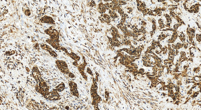 NSMAF Antibody in Immunohistochemistry (Paraffin) (IHC (P))