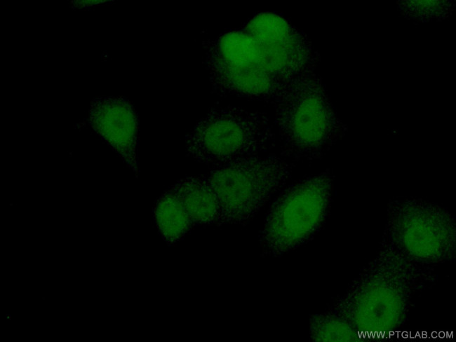 FAM103A1 Antibody in Immunocytochemistry (ICC/IF)
