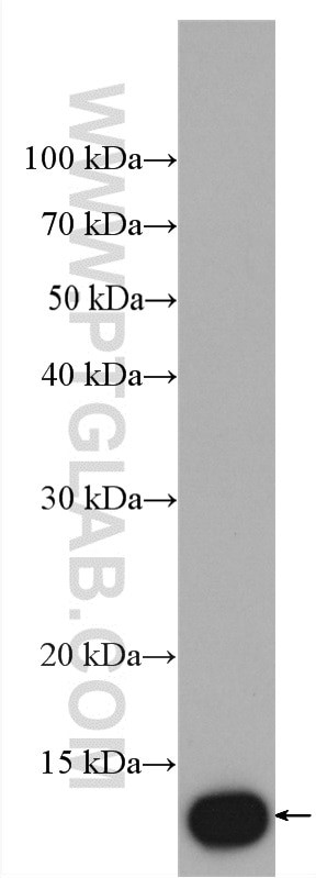COX16 Antibody in Western Blot (WB)