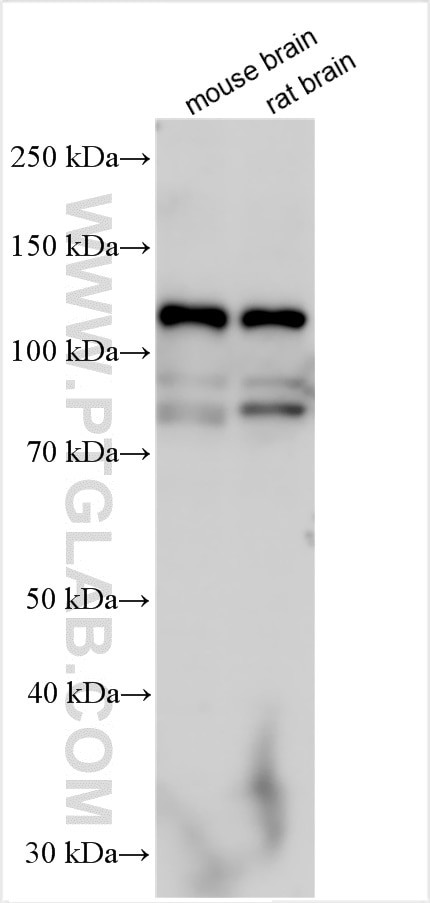 ANO4 Antibody in Western Blot (WB)
