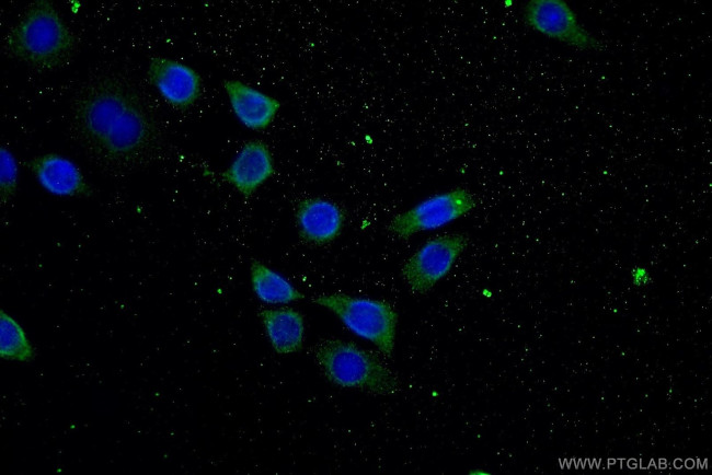 ATP9A Antibody in Immunocytochemistry (ICC/IF)