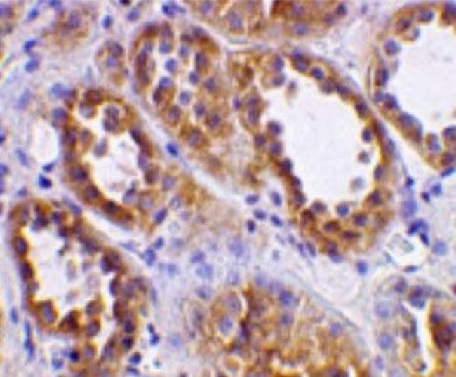 Angiotensin Converting Enzyme 2 (ACE2) Antibody in Immunohistochemistry (Paraffin) (IHC (P))