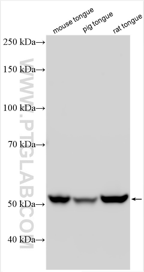 PTPN20B Antibody in Western Blot (WB)