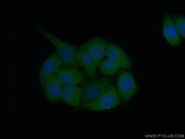 CES7 Antibody in Immunocytochemistry (ICC/IF)