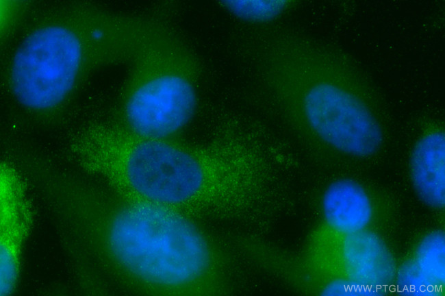 MSMP Antibody in Immunocytochemistry (ICC/IF)