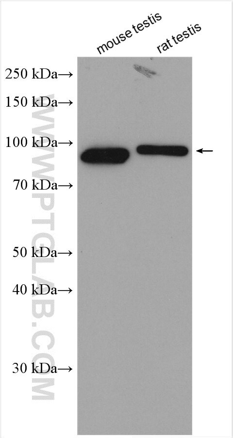 LRWD1 Antibody in Western Blot (WB)