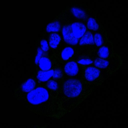 EGFR (Epidermal Growth Factor Receptor) Antibody in Immunocytochemistry (ICC/IF)