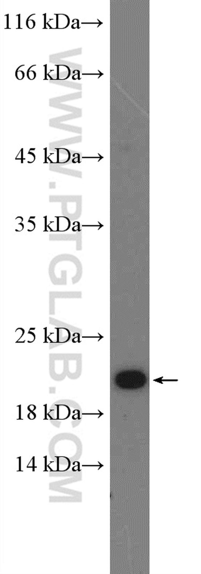 RHOG Antibody in Western Blot (WB)