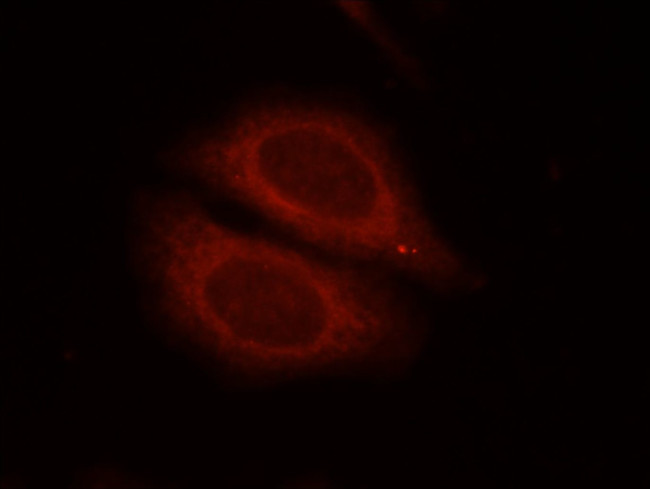 EIF2C1 Antibody in Immunocytochemistry (ICC/IF)