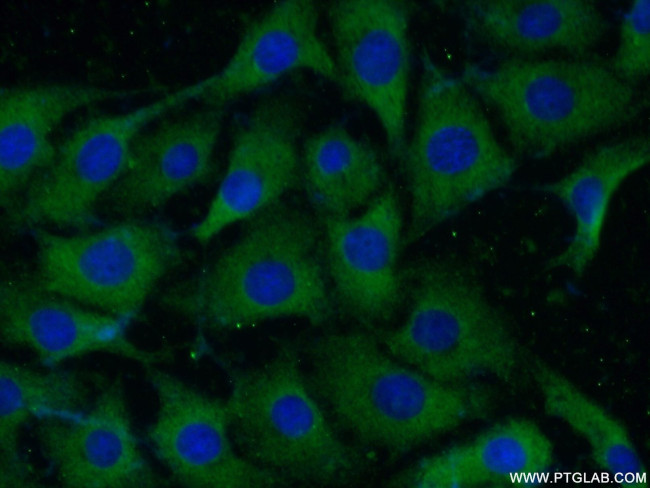 persephin Antibody in Immunocytochemistry (ICC/IF)