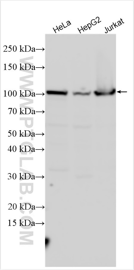 SPAG1 Antibody in Western Blot (WB)