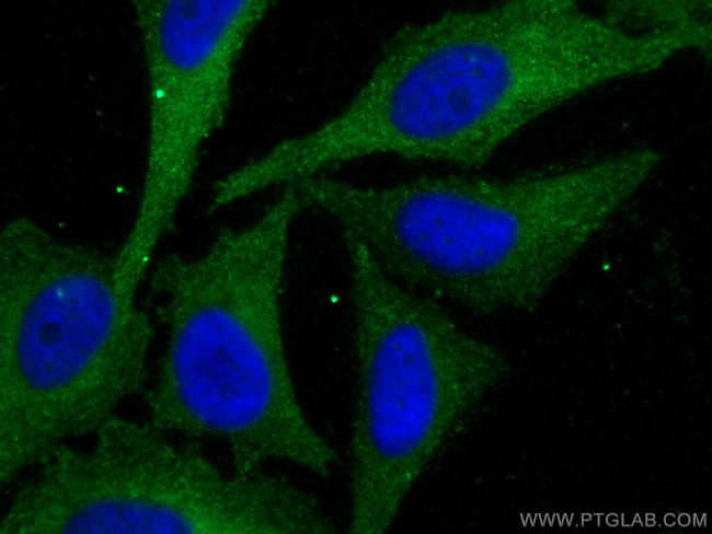 KALRN Antibody in Immunocytochemistry (ICC/IF)