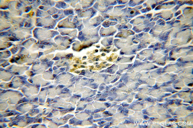 SFT2D3 Antibody in Immunohistochemistry (Paraffin) (IHC (P))