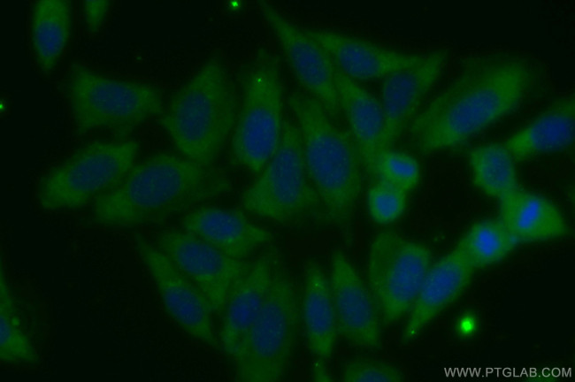 PARP4 Antibody in Immunocytochemistry (ICC/IF)