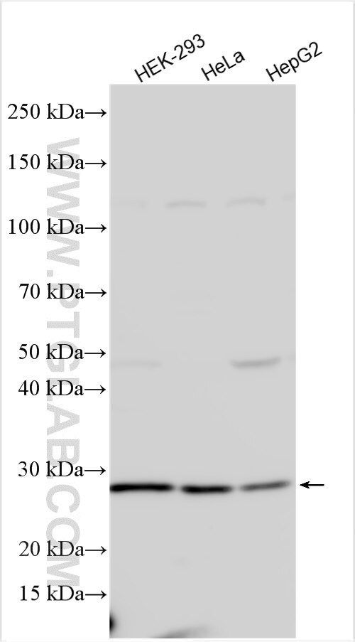 MIS12 Antibody in Western Blot (WB)
