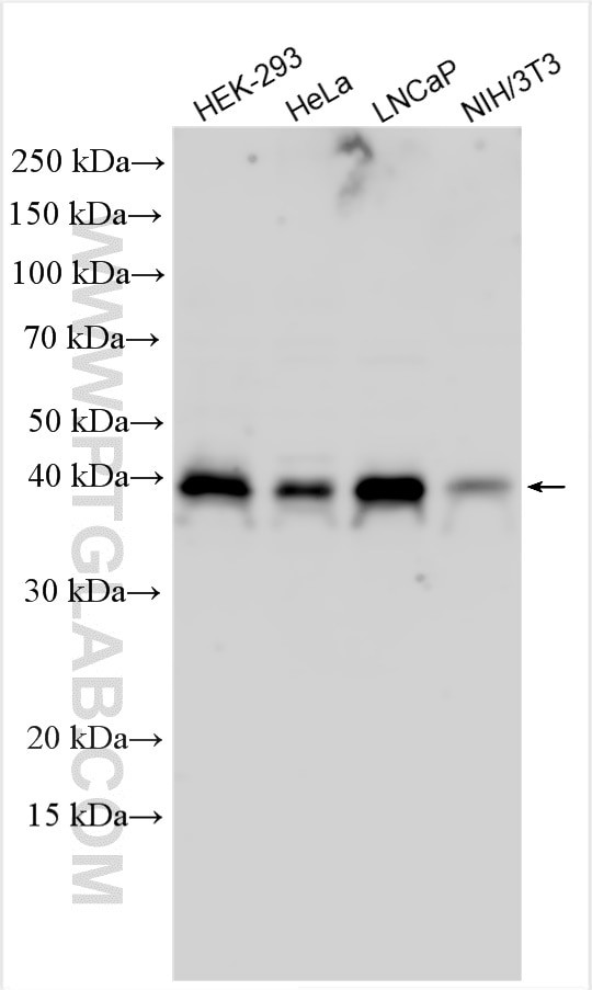 RNF126 Antibody in Western Blot (WB)