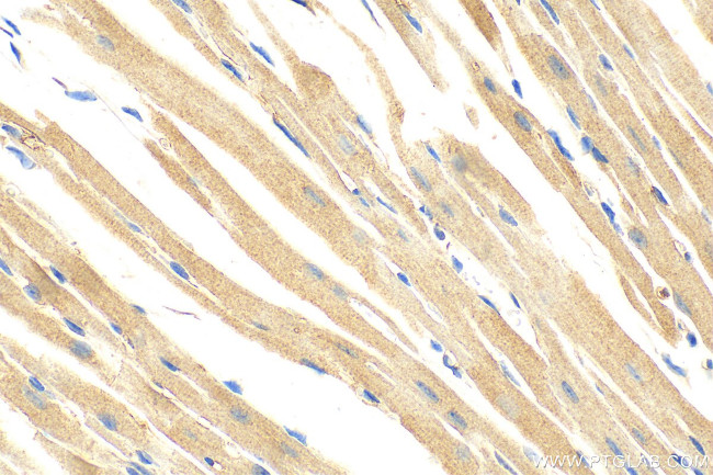 TWEAKR Antibody in Immunohistochemistry (Paraffin) (IHC (P))