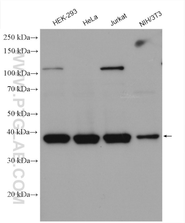 FAM50A Antibody in Western Blot (WB)