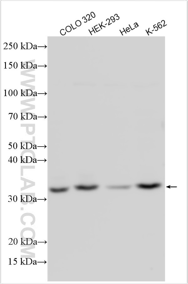 SMUG1 Antibody in Western Blot (WB)