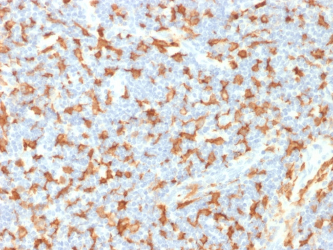 AIF1/Iba1 Antibody in Immunohistochemistry (Paraffin) (IHC (P))