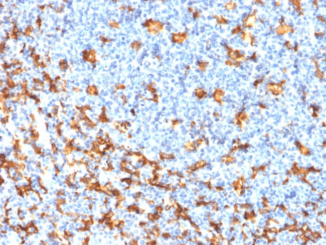 AIF1/Iba1 Antibody in Immunohistochemistry (Paraffin) (IHC (P))