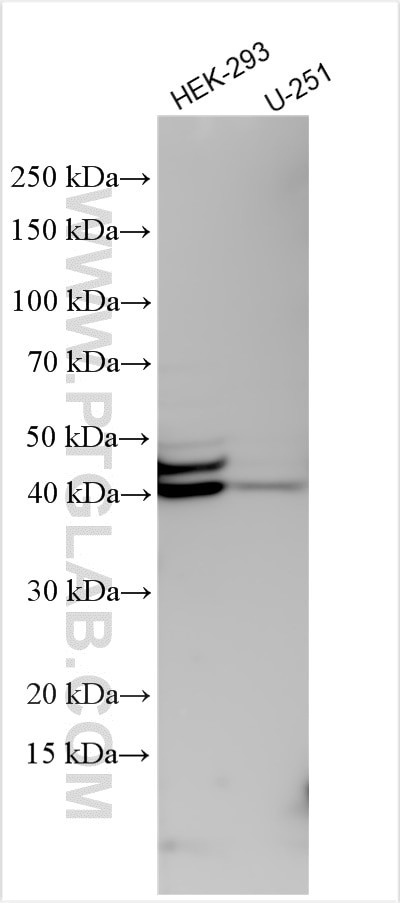 SI-CLP, CHID1 Antibody in Western Blot (WB)