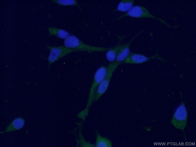 HBA1 Antibody in Immunocytochemistry (ICC/IF)