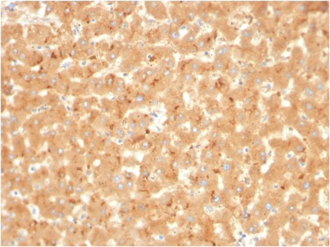 Alpha-2-Macroglobulin Antibody in Immunohistochemistry (Paraffin) (IHC (P))