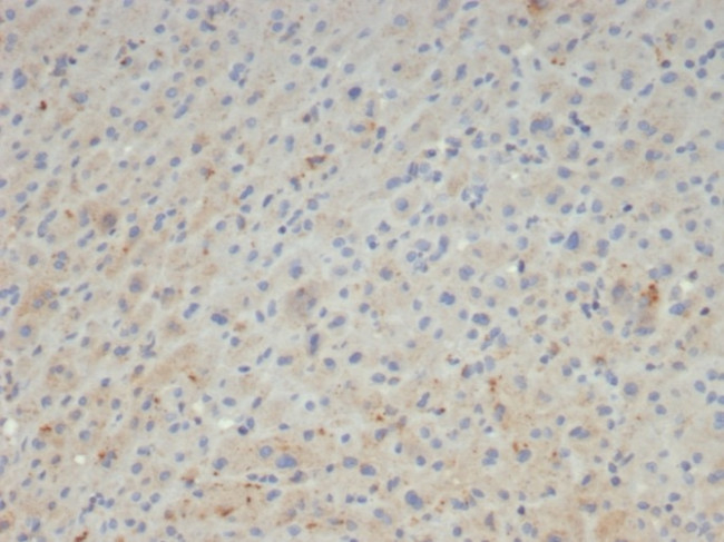 Alpha-2-Macroglobulin/A2M Antibody in Immunohistochemistry (Paraffin) (IHC (P))