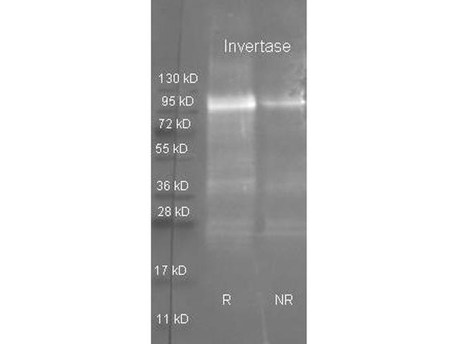 Invertase Antibody in Western Blot (WB)