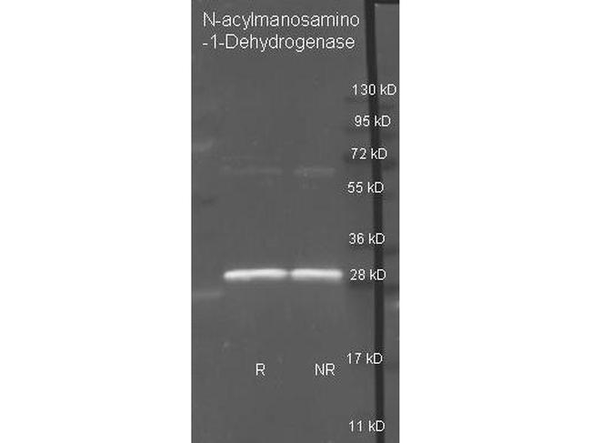 N-Acylmannosamine-1-Dehydrogenase Antibody in Western Blot (WB)